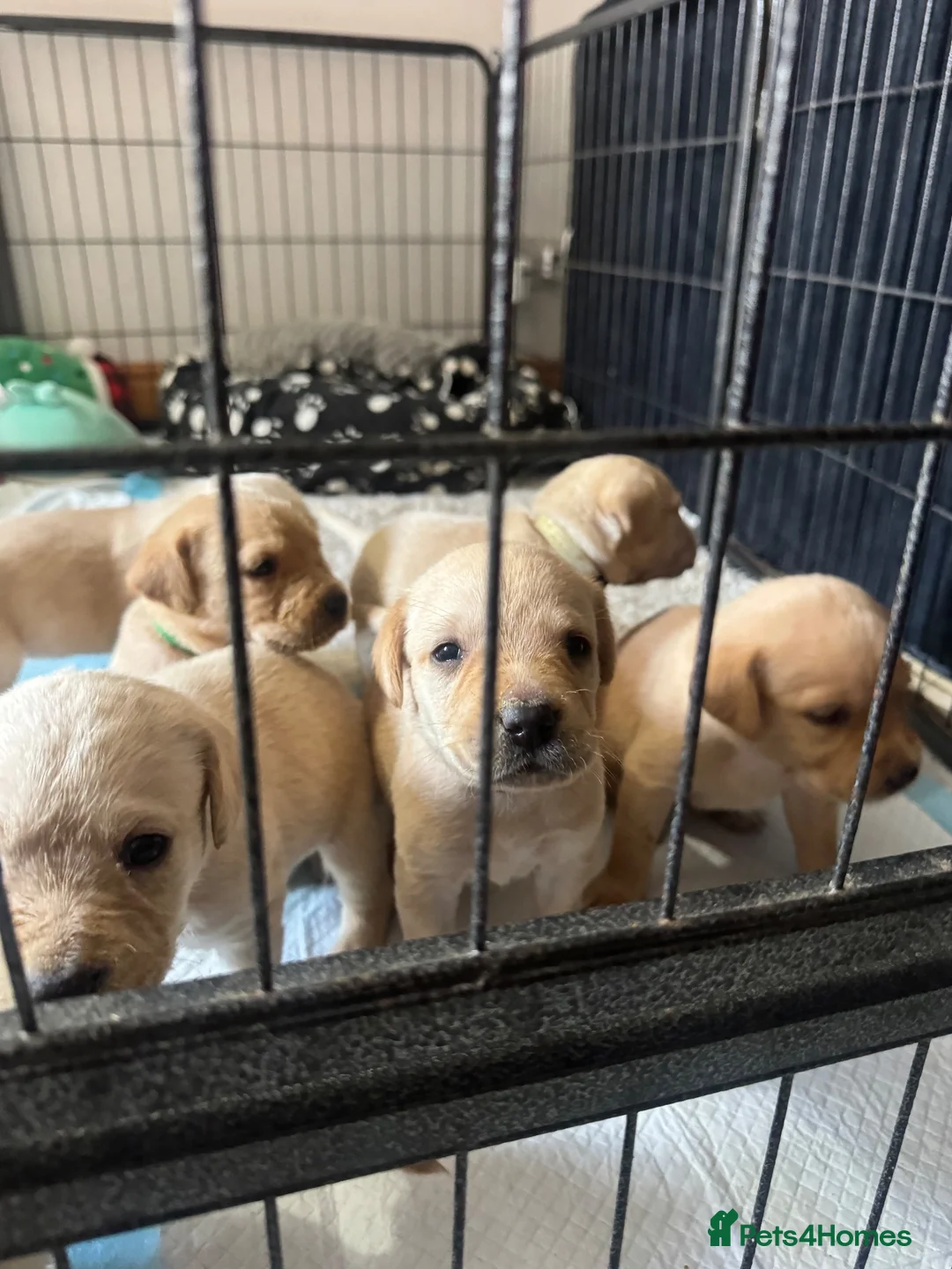 Labrador Retriever dogs for sale: Yellow & Fox Red Labrador Puppies - Advert 2