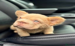 French Bulldog dogs for sale: Visual Fluffy 🧶 New Shade Frenchies 💎  - Image 5