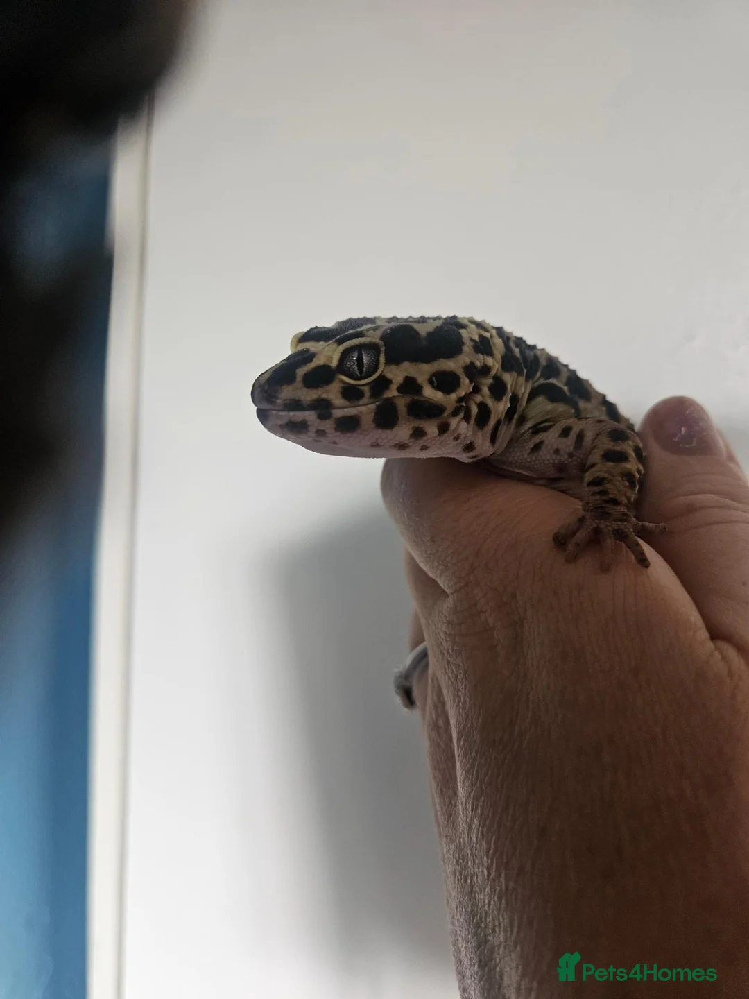 Leopard Gecko reptiles for sale: Leopard gecko for sale  in Doncaster - Advert 2