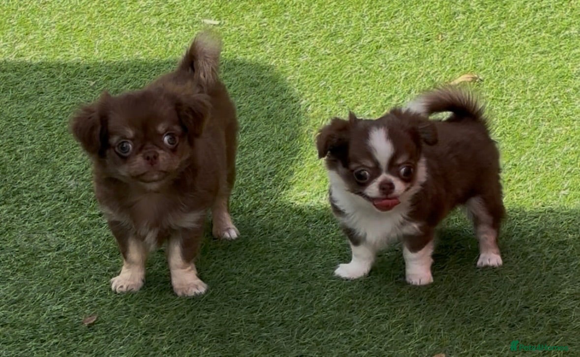Chihuahua dogs Beautiful long coat puppies  - Advert 3