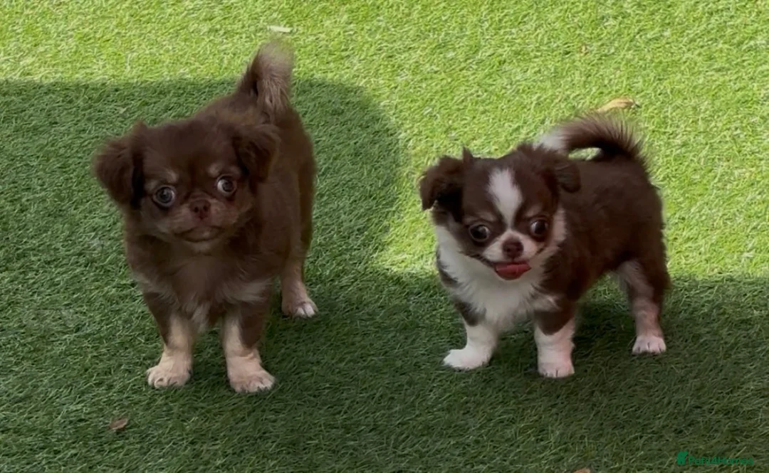 Chihuahua dogs for sale: Beautiful long coat puppies  - Advert 1