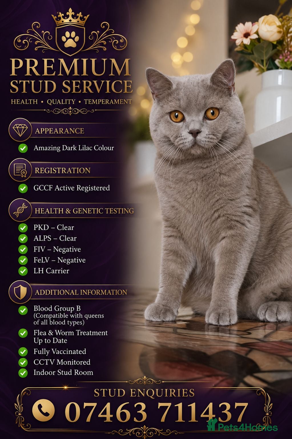 British Shorthair cats GCCF British Shorthair STUD - Advert 1