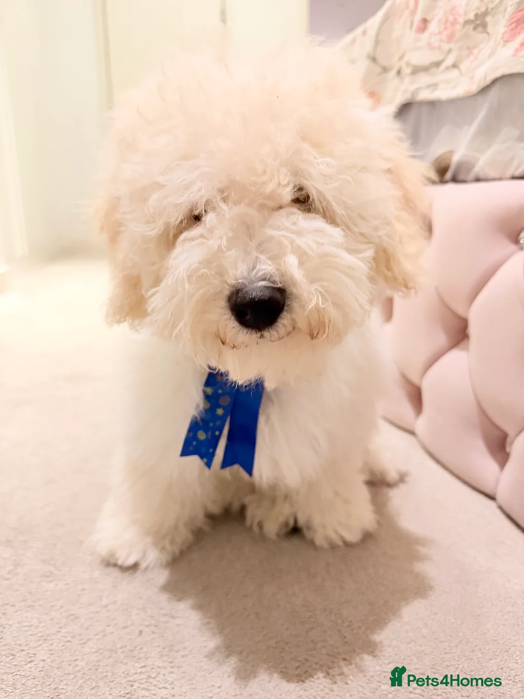 Maltipoo dogs for sale: 5‑Month‑Old Maltipooo Looking for a Loving Home - Advert 17