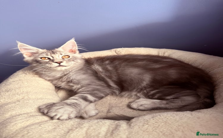 Maine Coon cats - Advert 2