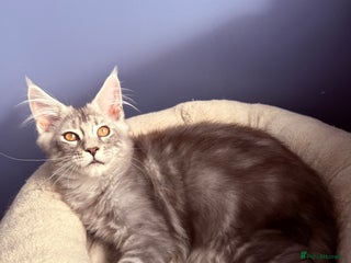 Maine Coon cats - Advert 6