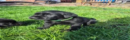 Labrador Retriever dogs for sale: Litter of 6 in Burton-on-Trent - Advert 12