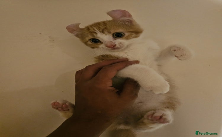 Mixed Breed cats - Advert 1