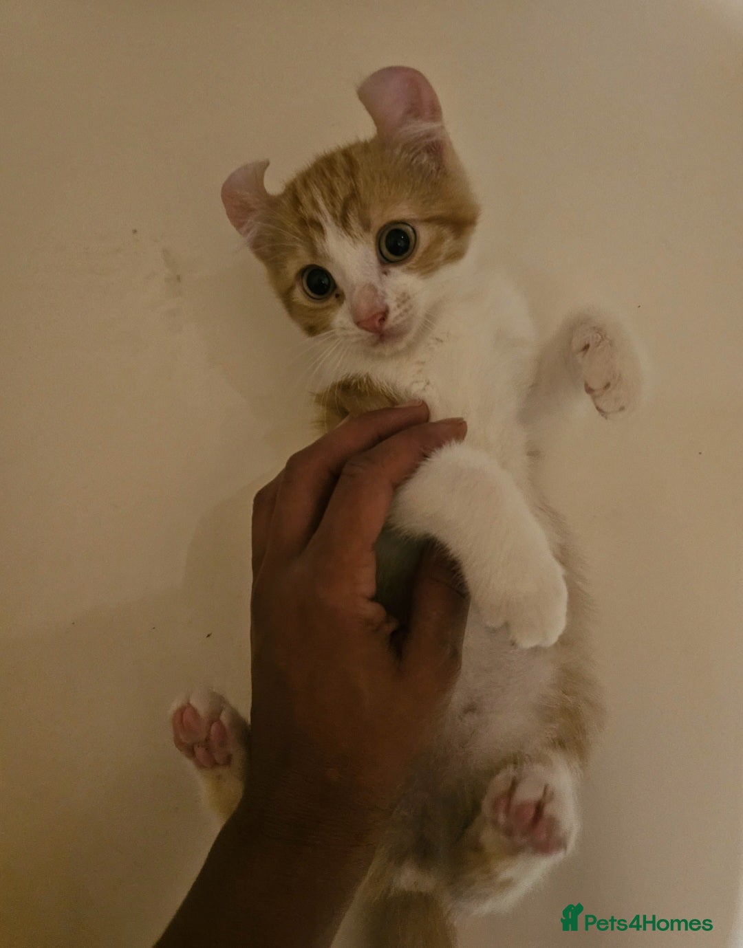 Mixed Breed cats for sale: Half spyhnx half calico  - Image 1