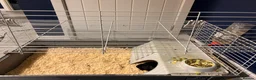 Guinea Pig rodents for sale: white and black guinea pig for sale  - Advert 8