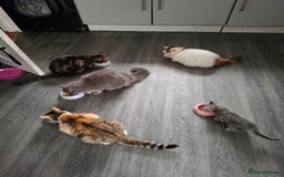 Mixed Breed cats for sale: Last beautiful little girl ready 9 weeks old  - Image 1
