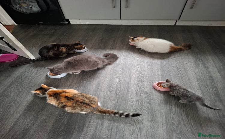 Mixed Breed cats - Advert 16