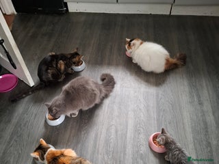 Mixed Breed cats - Advert 12
