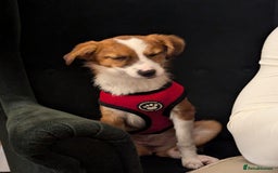 Mixed Breed dogs for sale: Roo - Lovely Small Dog - Image 19