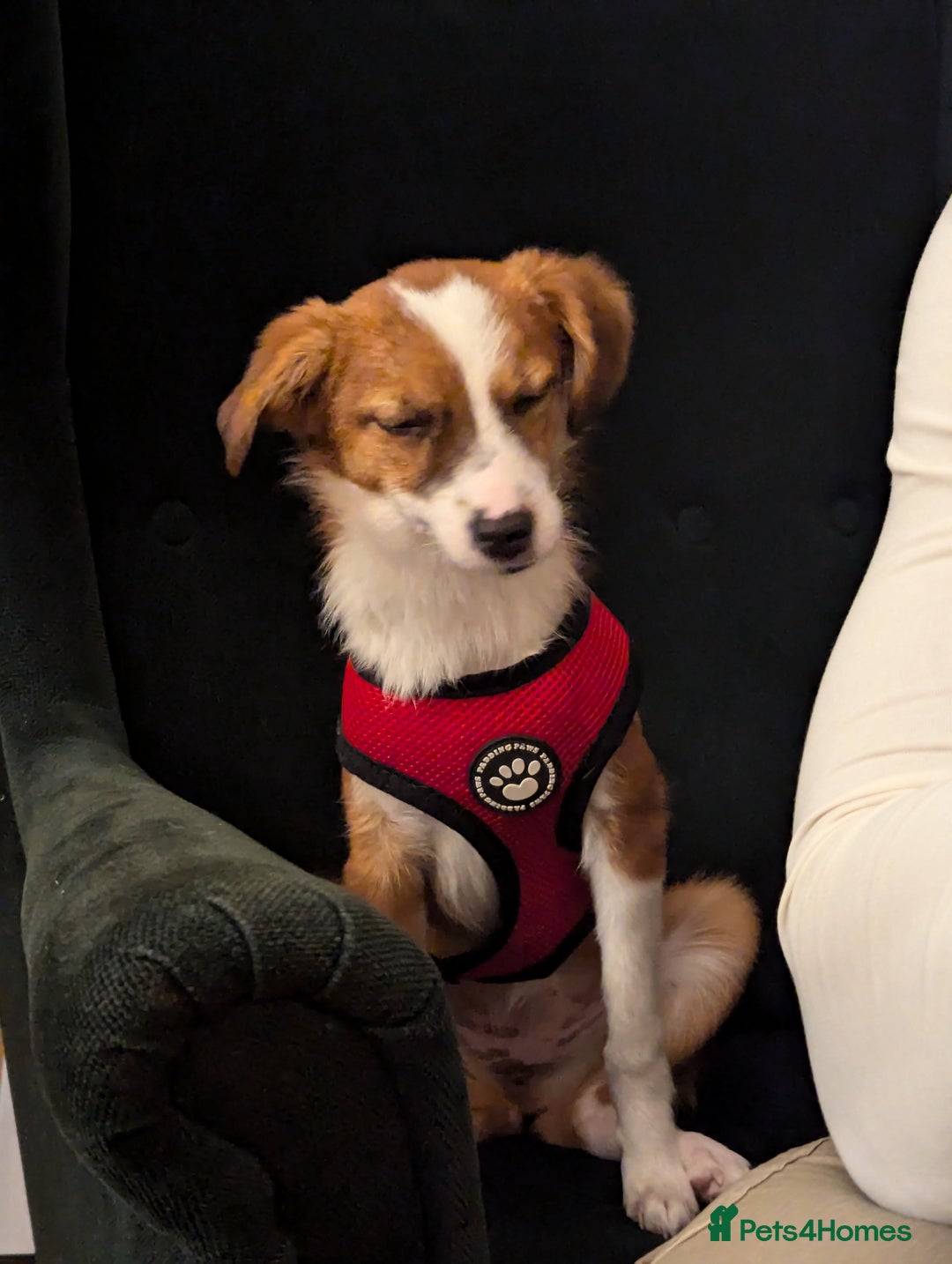Mixed Breed dogs for sale: Roo - Lovely Small Dog - Image 19