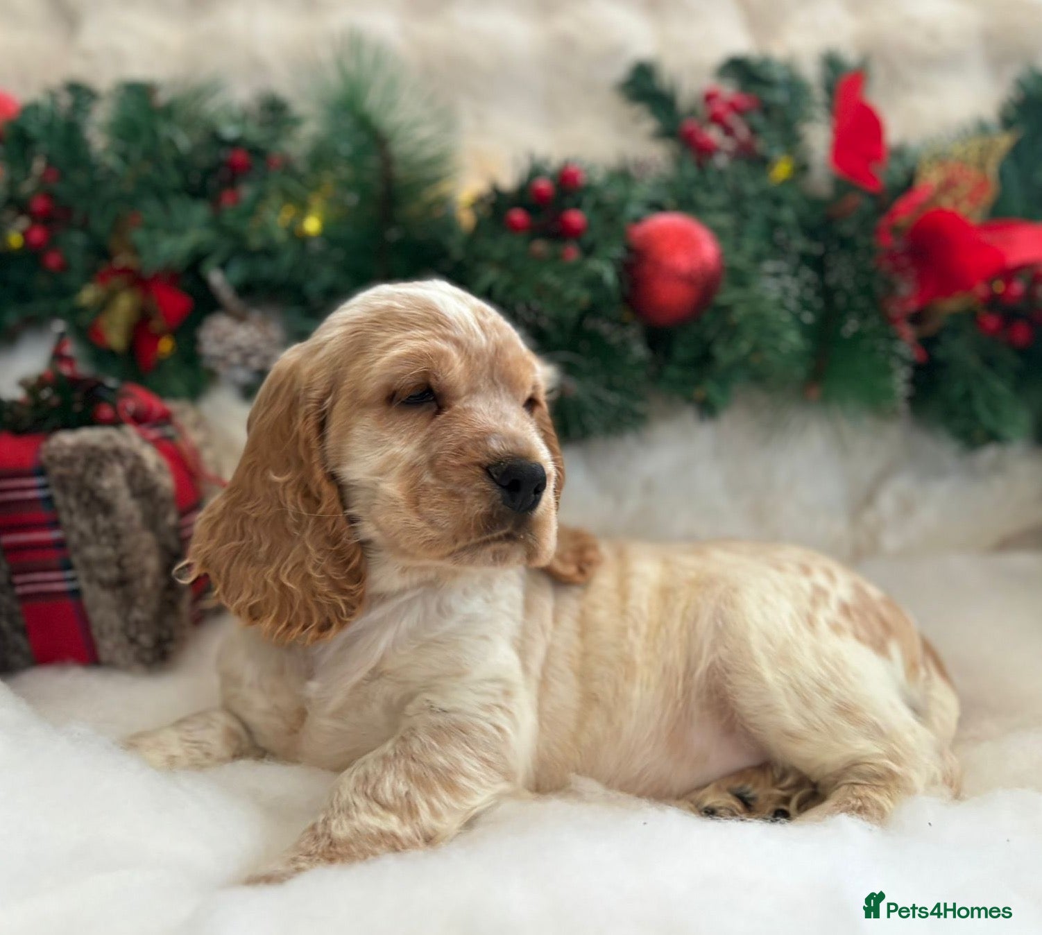 Cocker Spaniel dogs READY NOW Stunning cocker spaniel Boy KC reg 5⭐️ - Advert 16