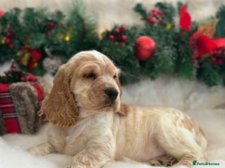 Cocker Spaniel dogs READY NOW Stunning cocker spaniel Boy KC reg 5⭐️ - Advert 2