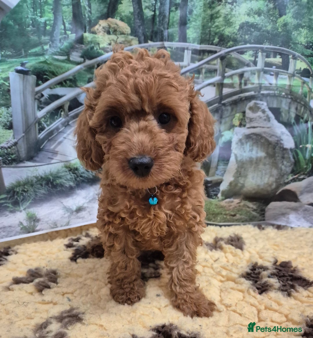 Cavapoo dogs for sale: WAITING LIST NOW OPEN FOR SUMMER 2026.  - Image 30