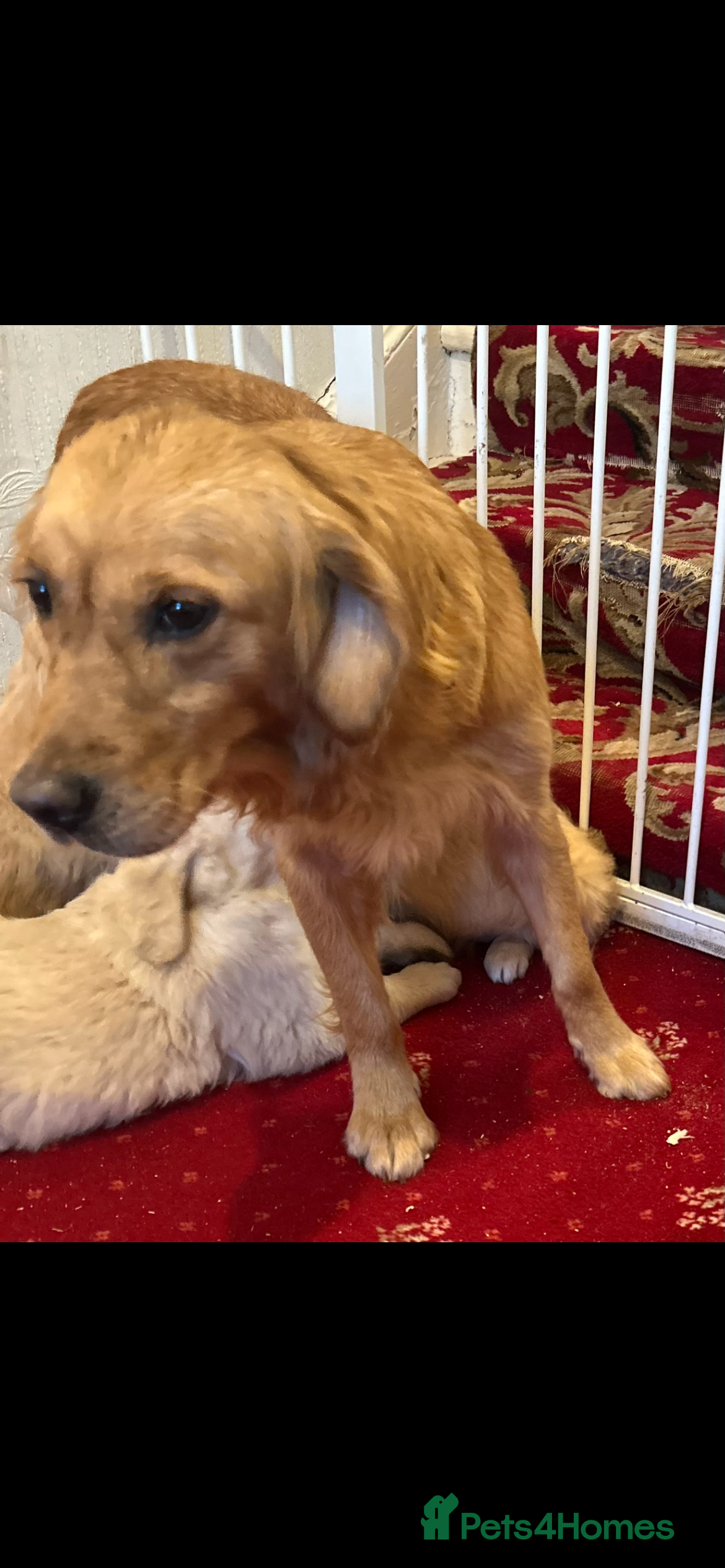 Golden Retriever dogs Golden retriever puppies  - Advert 3