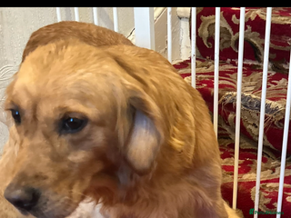 Golden Retriever dogs Golden retriever puppies - Advert 4