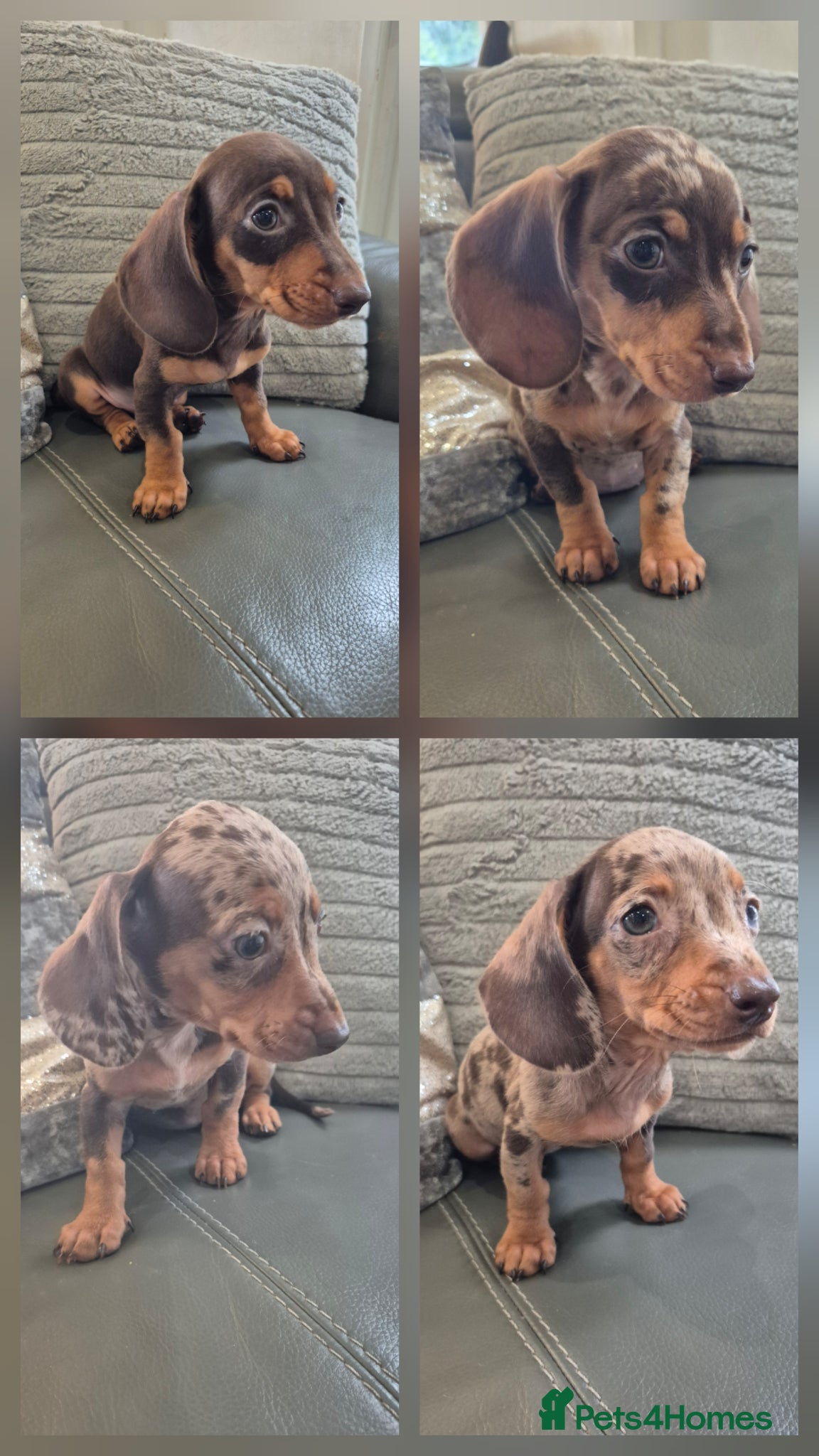 Miniature Dachshund dogs KC Dachshunds  - Ready now - Advert 1