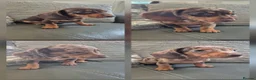 Miniature Dachshund dogs for sale: KC Dachshunds  - Ready now - Advert 1
