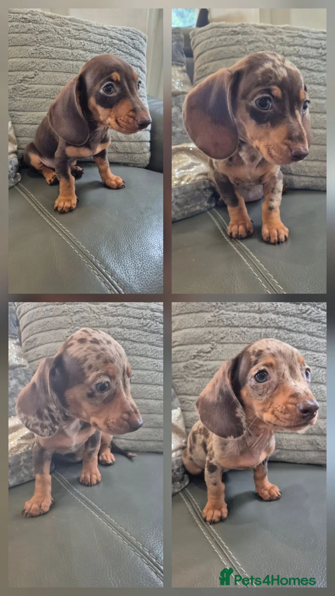 Miniature Dachshund dogs for sale: KC Dachshunds  - Ready now - Advert 1