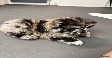 Chow Chow dogs Merle Chow Chow - Advert 12