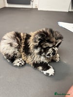 Chow Chow dogs Merle Chow Chow - Advert 3