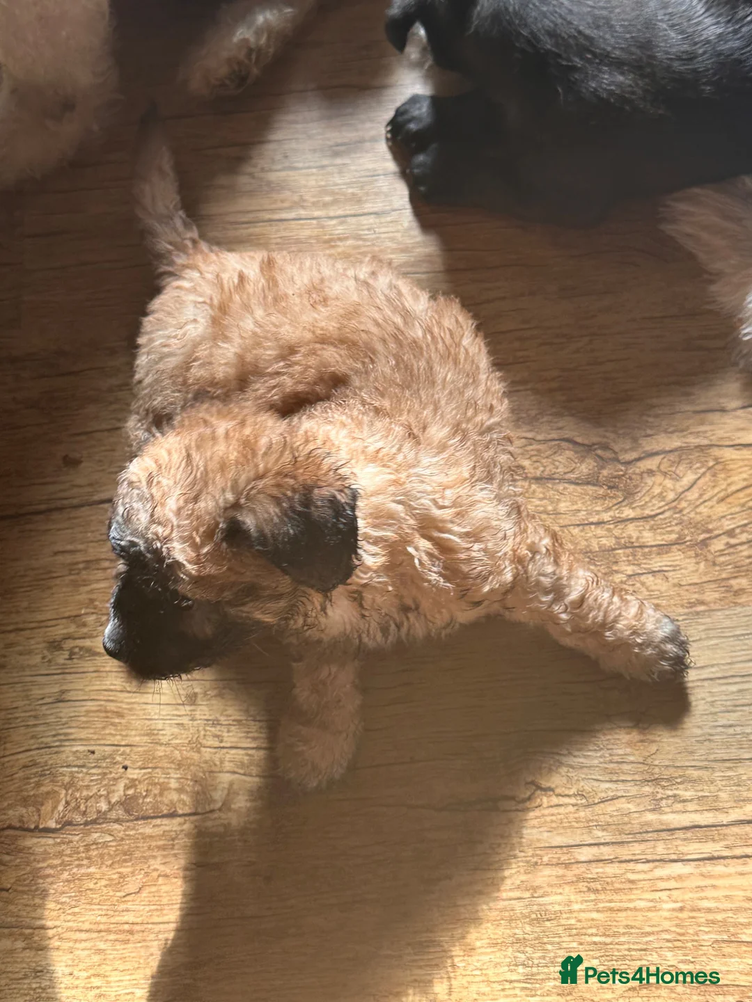 Mixed Breed dogs for sale: Jackapoo pups - Advert 2