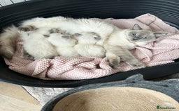 Ragdoll cats for sale: Ragdoll Bluepoint kittens - Image 3