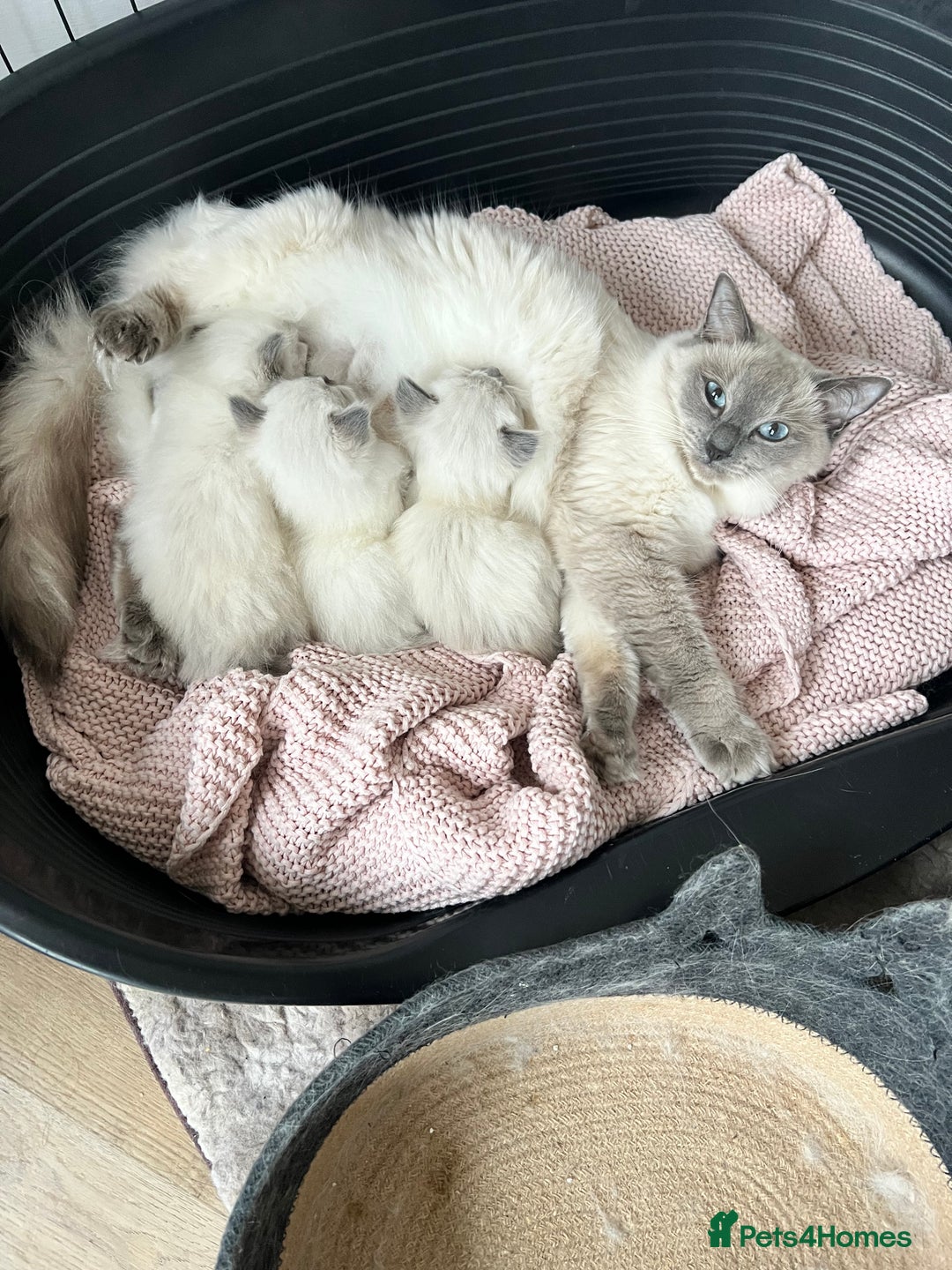 Ragdoll cats for sale: Ragdoll Bluepoint kittens - Image 3