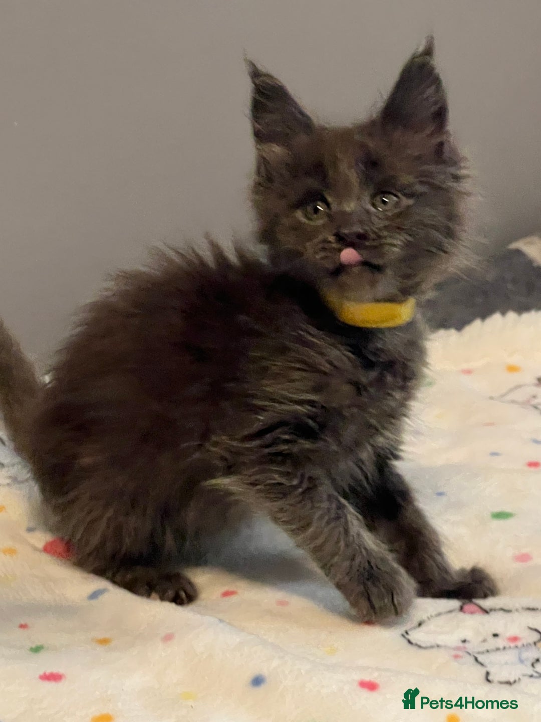 Maine Coon cats for sale: 6 Maine Coon kittens blue colour - Advert 4