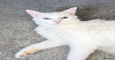 Turkish Van cats - Advert 10