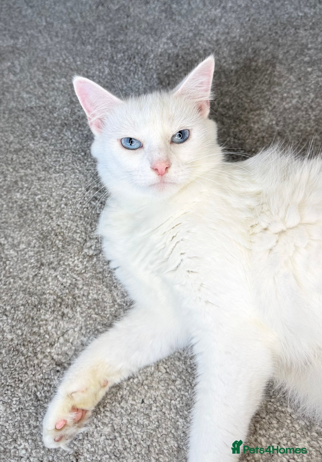 Turkish Van cats for sale: Rare Turkish van kittens for sale.  - Image 12