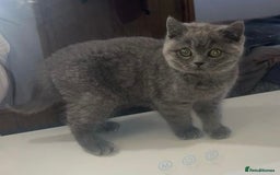 British Shorthair cats for sale: British shorthair kittens  - Image 8