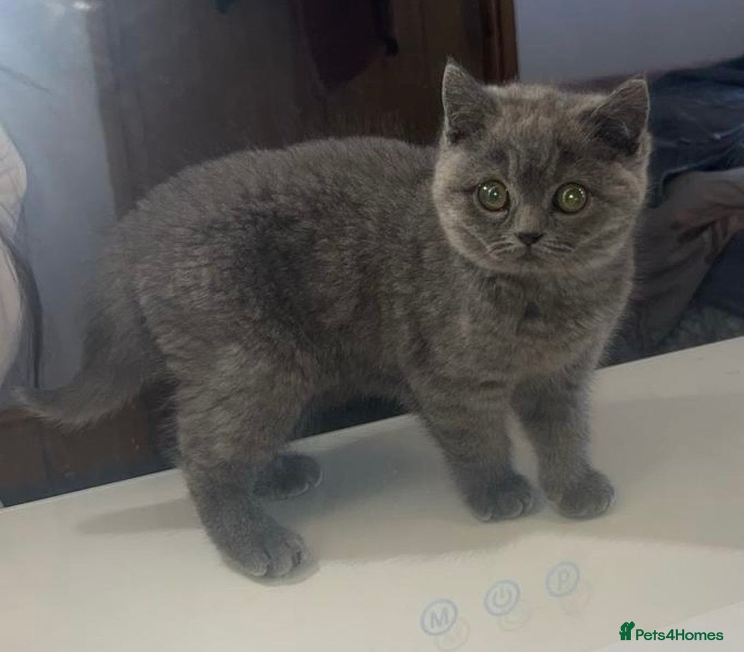 British Shorthair cats for sale: British shorthair kittens  - Image 8