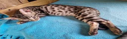 Mixed Breed cats for sale: Beautiful 3/4 Bengal, 1/4 Siamese kittens  - Advert 18