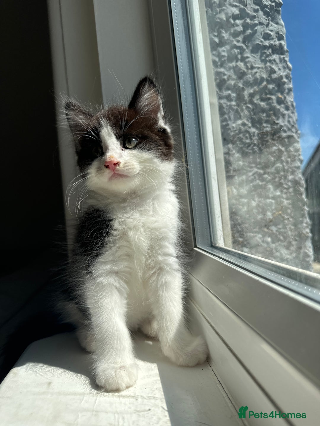 British Longhair cats for sale: Male black and white long hair kitten  - Image 4