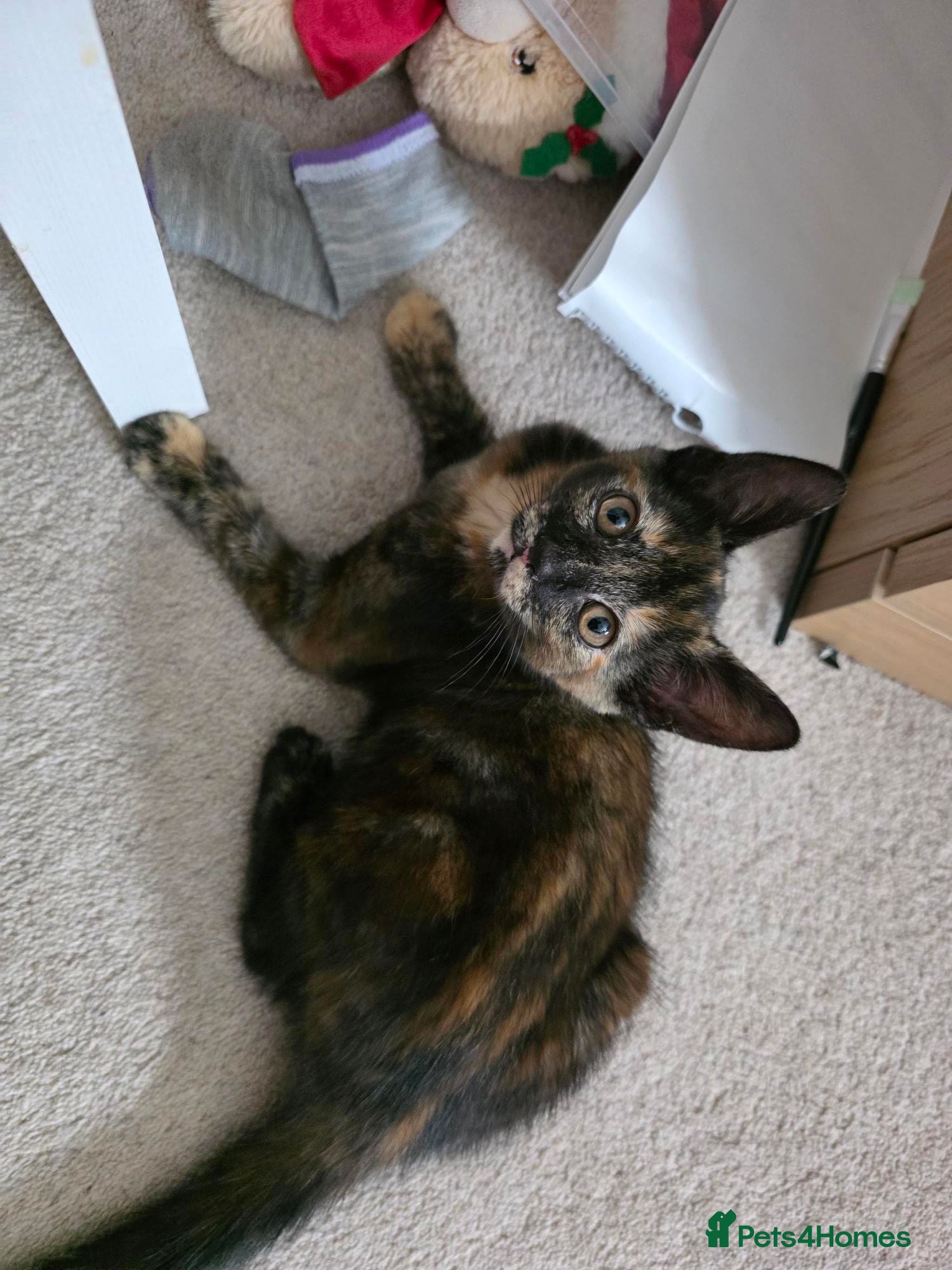 Mixed Breed cats beautiful 3-colours female - Advert 3