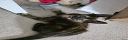 Mixed Breed cats for sale: beautiful 3-colours female - Advert 1