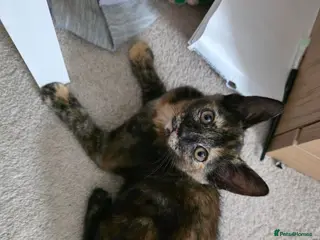 Mixed Breed cats beautiful 3-colours female - Advert 1