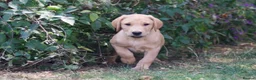 Labrador Retriever dogs for sale: Two KC registered beautiful pups, ready to go!  - Advert 4