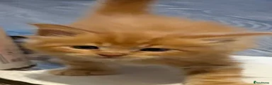 Ragcoon 1