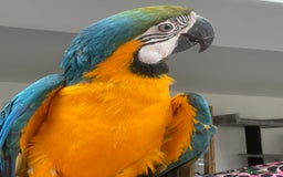 Macaws birds for sale: 6yr old Blue/Gold Wing Macaw  - Image 11