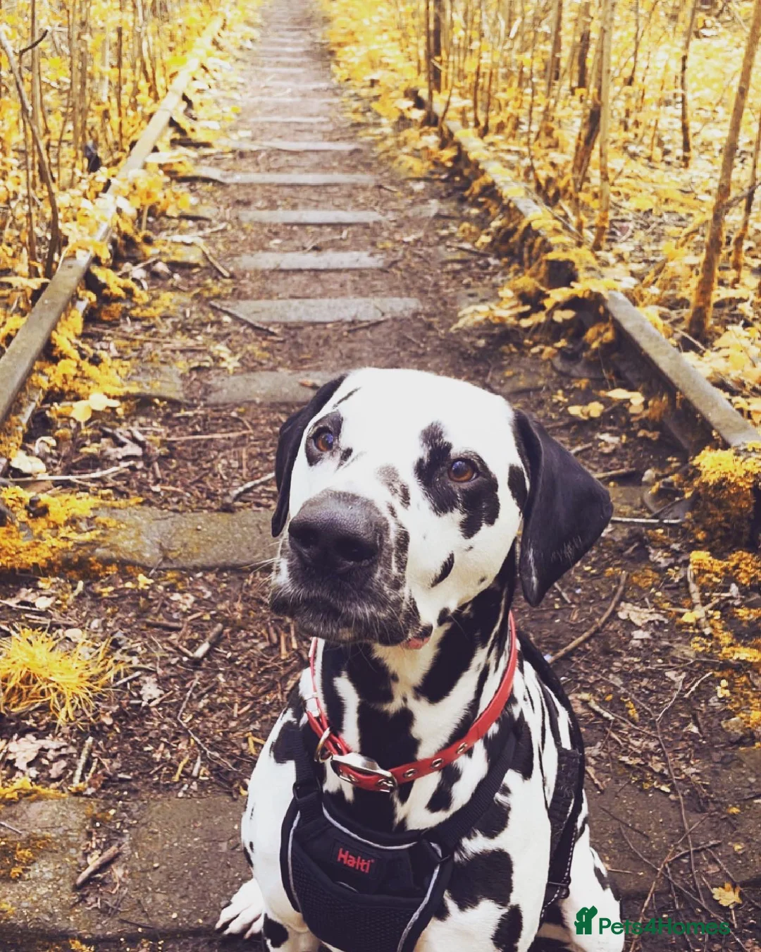 Dalmatian dogs for stud: 7yr Old Dalmatian  - Advert 4