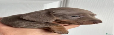 Miniature Dachshund 3