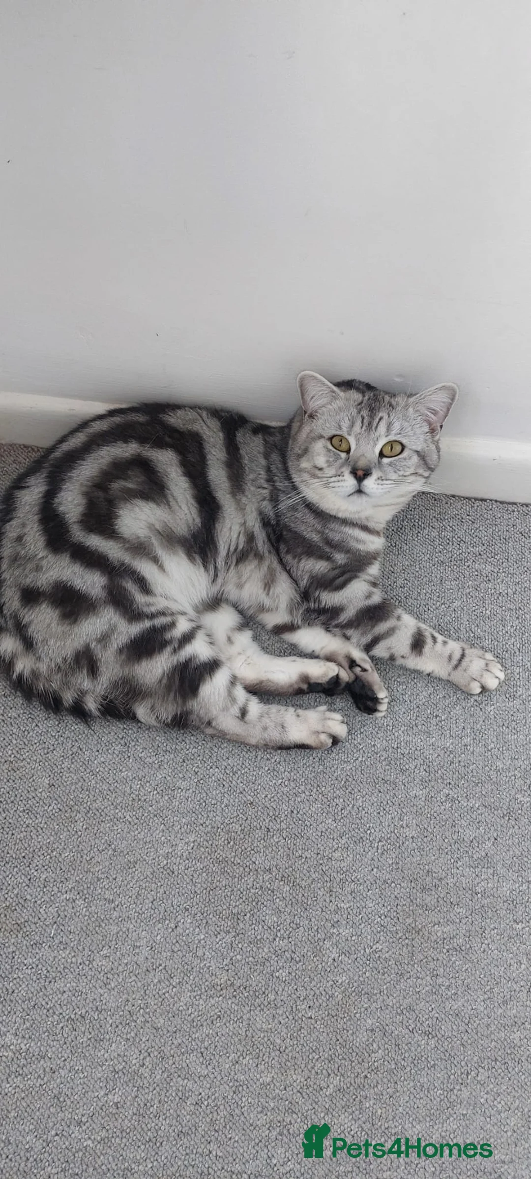 British Shorthair cats for sale: 2 British shorthair girls silver spotted/smoke - Advert 7
