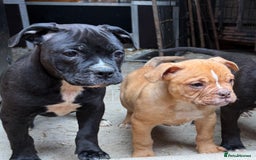 Alapaha Blue Blood Bulldog dogs for sale: ALAPAHA BLUE BLOOD BULLDOGS  - Image 20