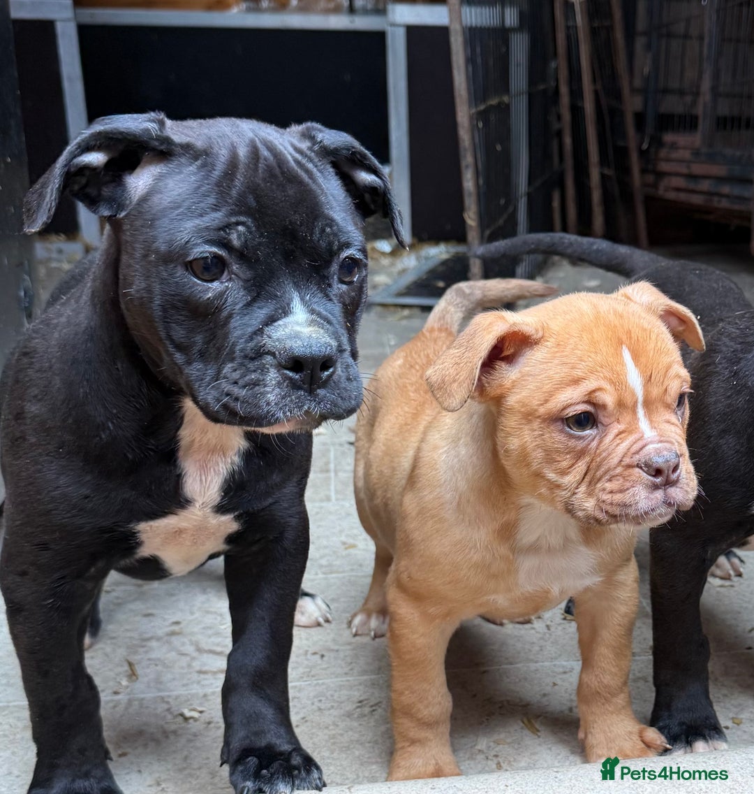 Alapaha Blue Blood Bulldog dogs for sale: ALAPAHA BLUE BLOOD BULLDOGS  - Image 20