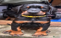 Dobermann dogs for sale: ⭐️ Pregnancy confirmed FULL EUROPEAN DOBERMANN ⭐️ - Image 22
